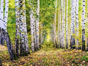 Dnevne sobe foto tapete 055a Dnevne sobe foto tapete 055a