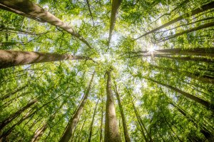 Plafonske foto tapete 002