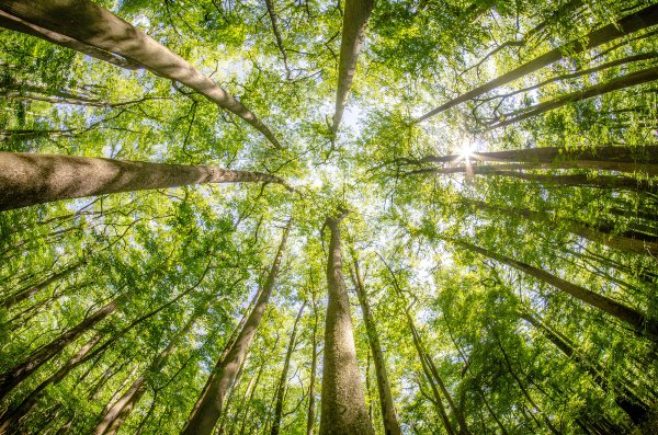 Plafonske foto tapete 002