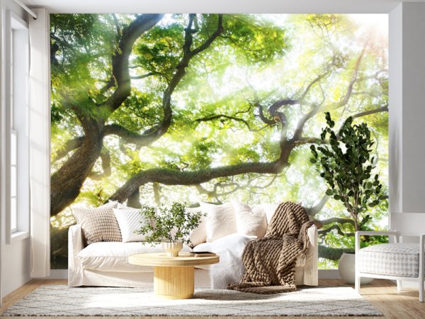 Krošnje U Svetlosti Jutra