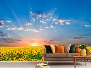 More Suncokreta Pod Nebom