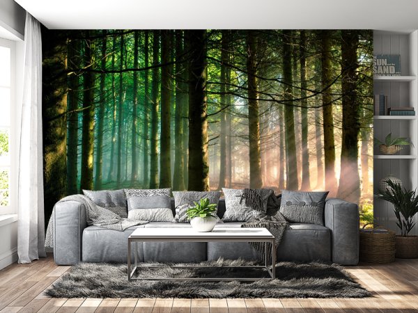 Sunčevi Zraci Kroz Šumsku Dubinu