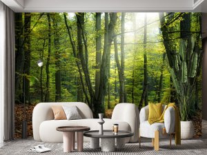 Jutarnja Svetlost U Zelenoj Šumi