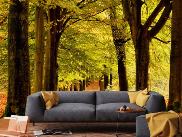 Zlatna Šuma U Mekoj Svetlosti