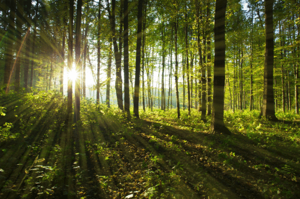 Put Svetlosti Kroz Krošnje