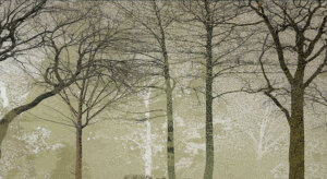 Tiha Šumska Silueta